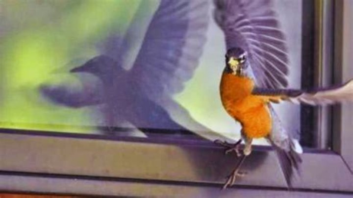What does it mean when a bird nibbles on you?