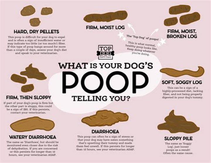 What does it mean when a dog poops on your bed?