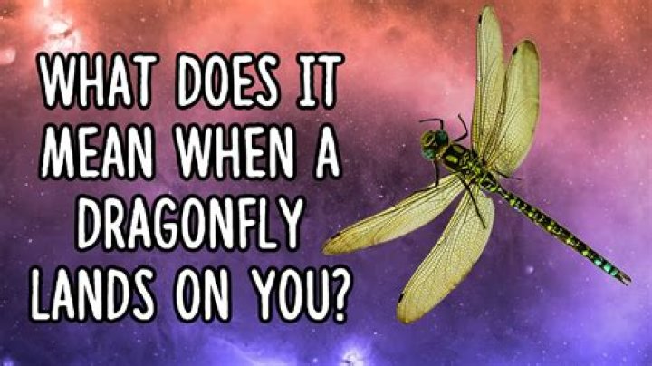 What does it mean when a green dragonfly lands on you?