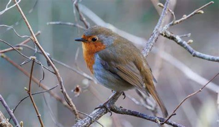 What does it mean when a red robin visits you?
