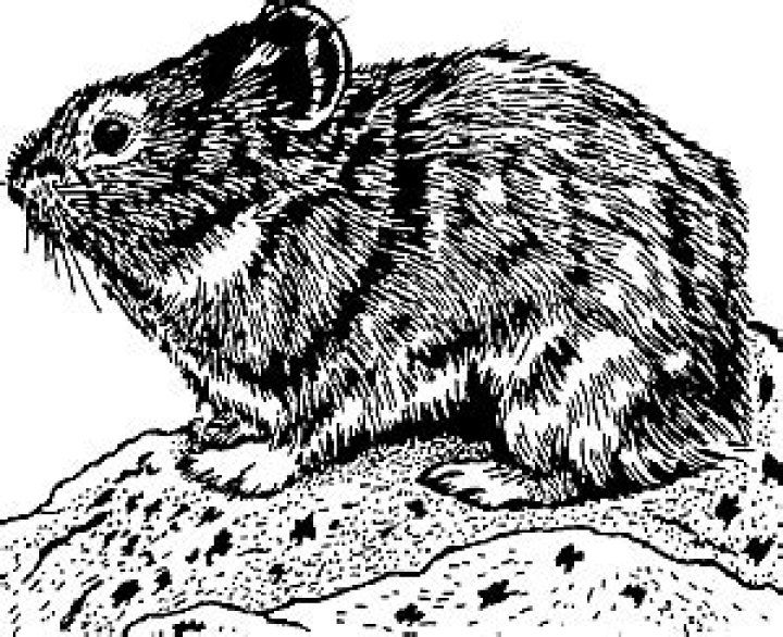 What does Pika Pi mean?