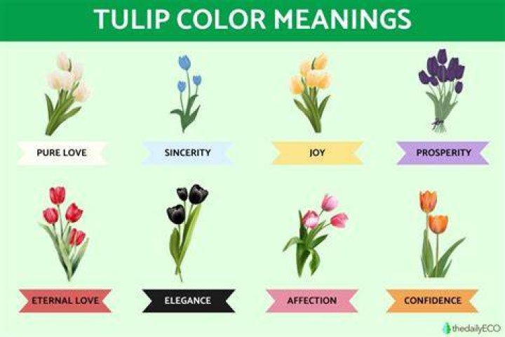What does pink tulip symbolize?
