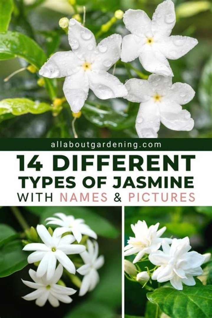 What does the jasmine represent?