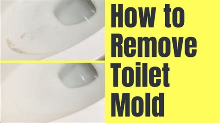 What does toilet mold look like?