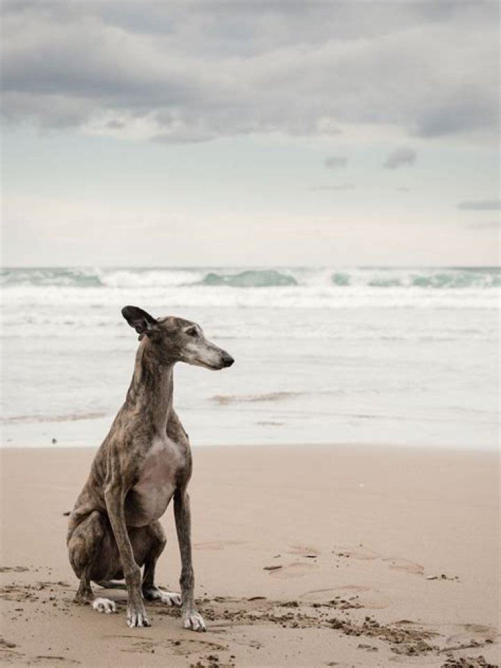 What dog breed is quiet and calm?
