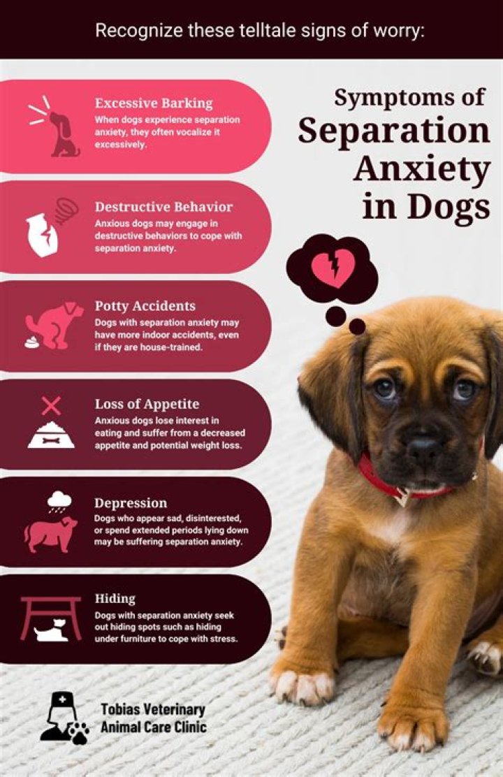 What dogs dont suffer separation anxiety?