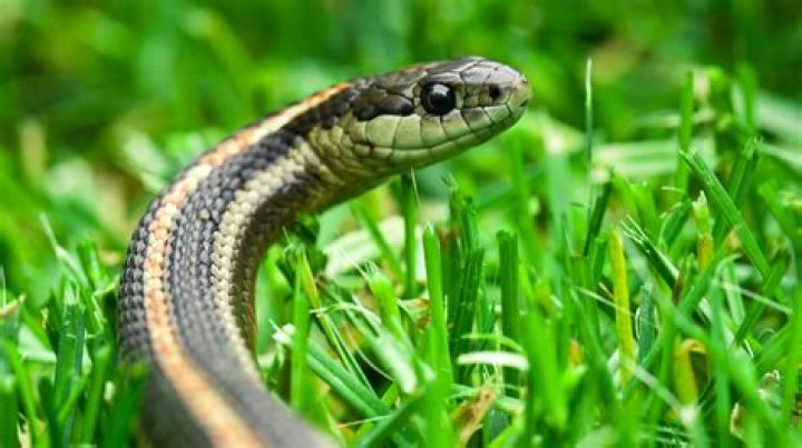 What draws snakes to your yard?