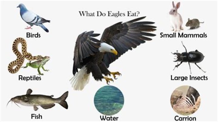 What eats an eagle?