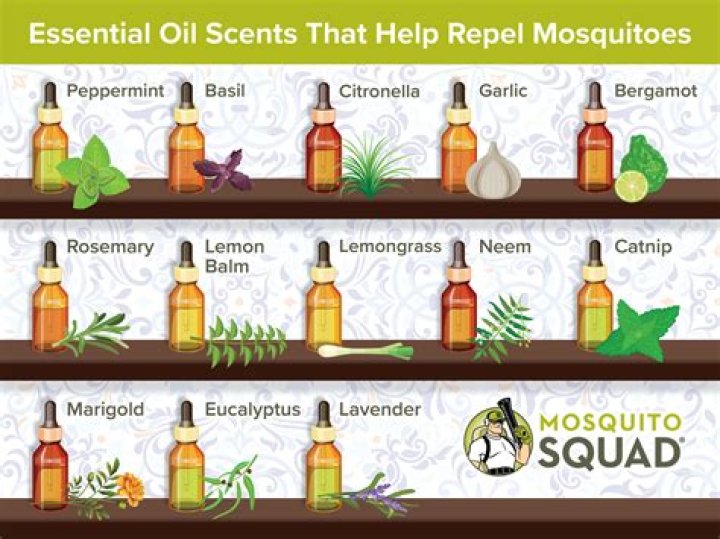 What essential oils keep silverfish away?