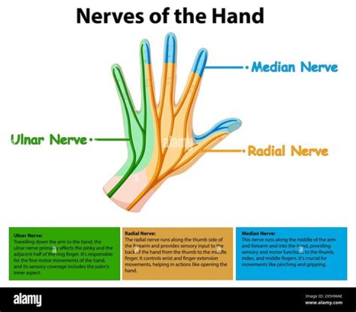 What fingers are affected by the median nerve?