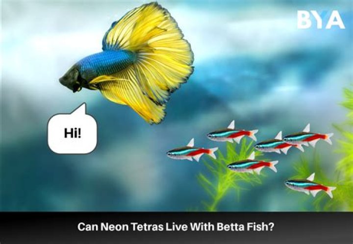 What fish can beat a piranha?