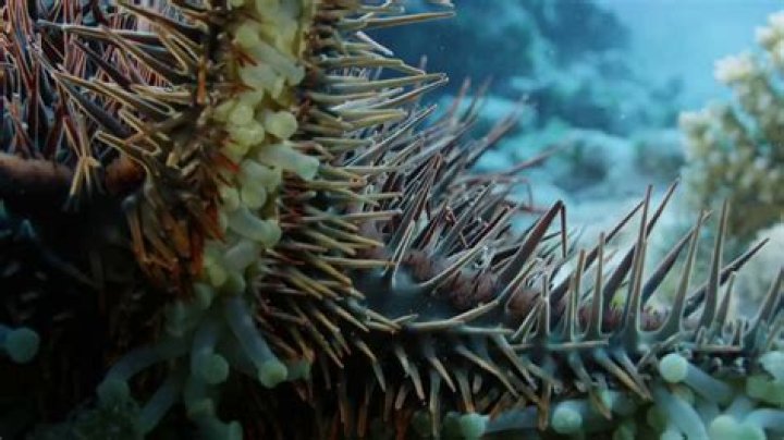 What fish eats crown-of-thorns?