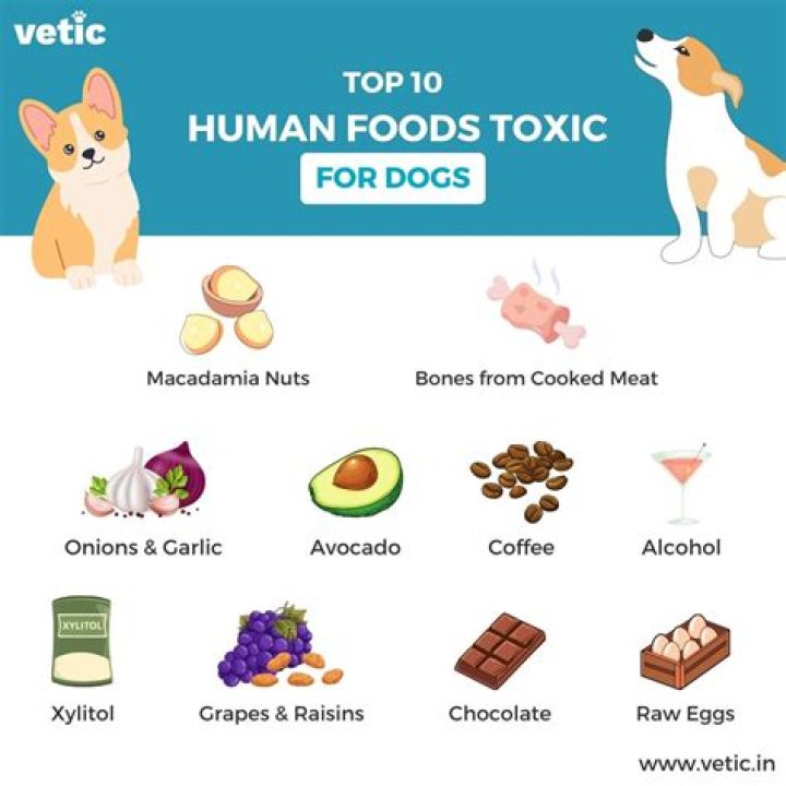 What foods do dogs like the most?