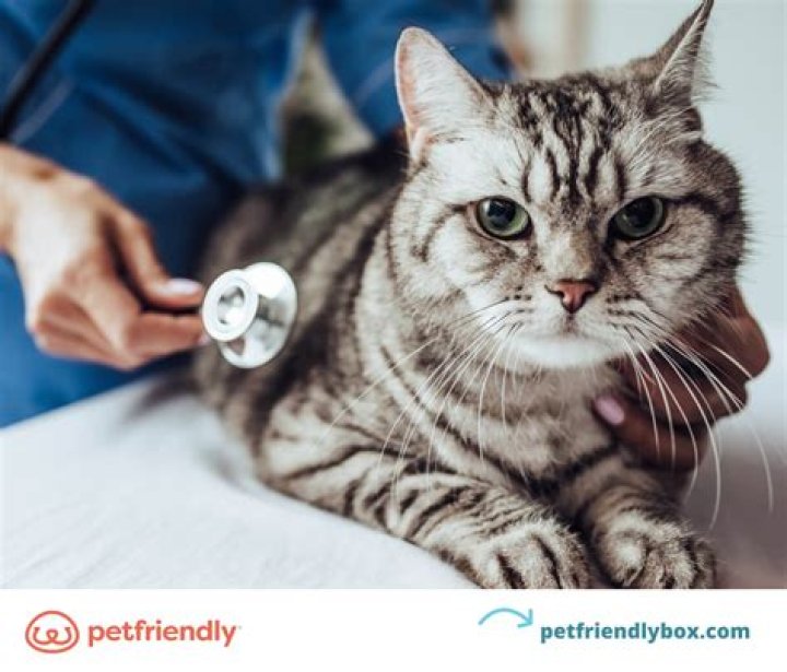 What happens at a cat check up?