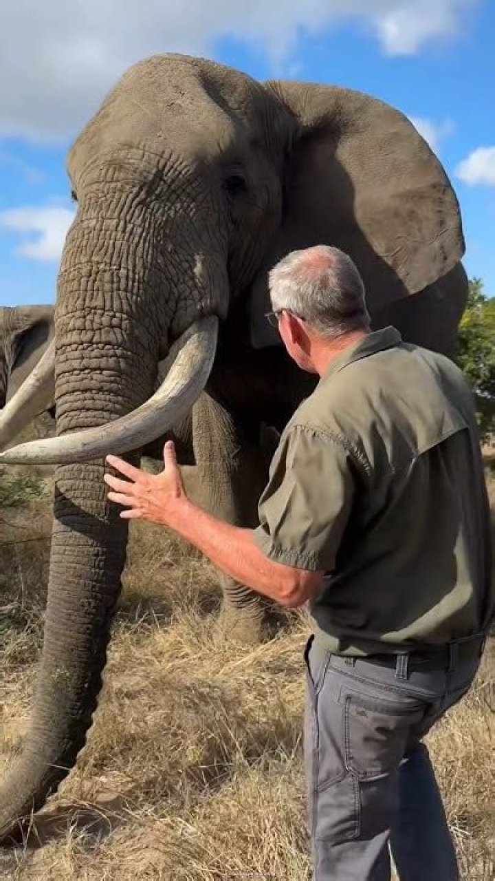 What happens if a ant goes in elephant trunk?