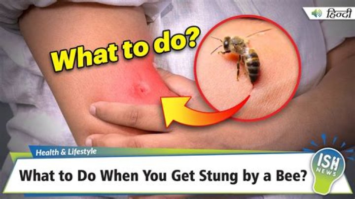 What happens if a dog eats a dead bee?