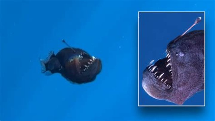 What happens if a fish gets drunk?