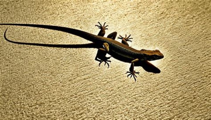 What happens if a lizard gets in your house?