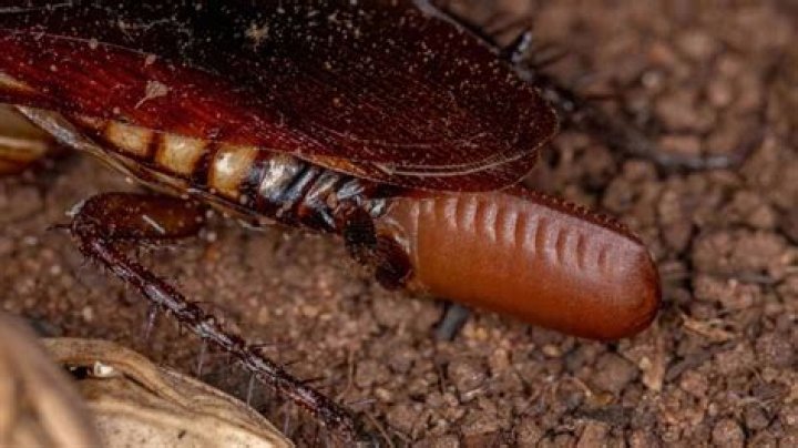 What happens if a roach crawled on your food?