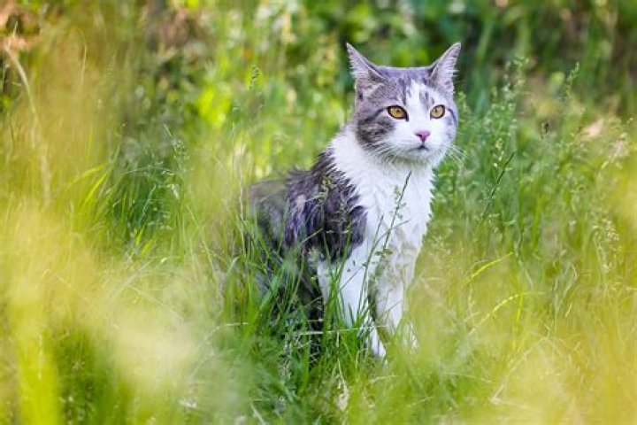 What happens if I don't neuter my male cat?