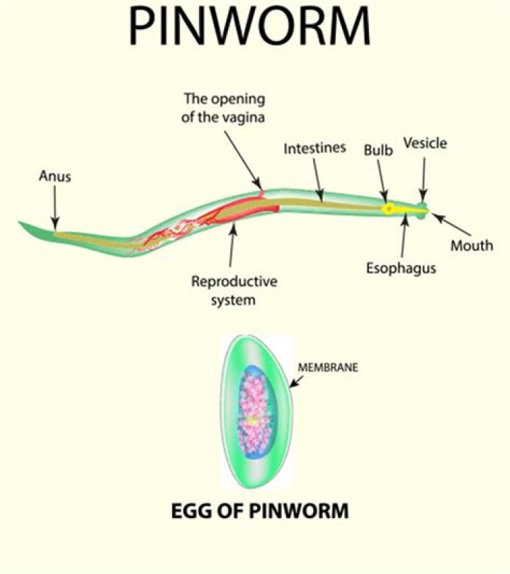 What happens if pinworms enter vagina?