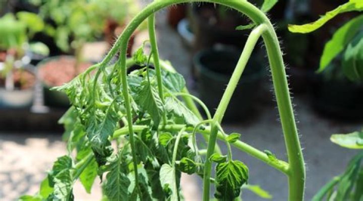 What happens if tomato plants are too close?
