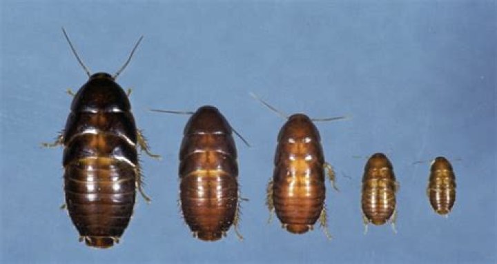 What happens if you eat a baby cockroach?