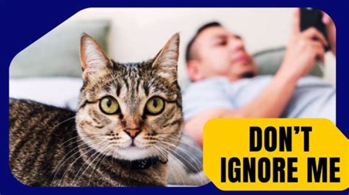 What happens if you ignore your cat?