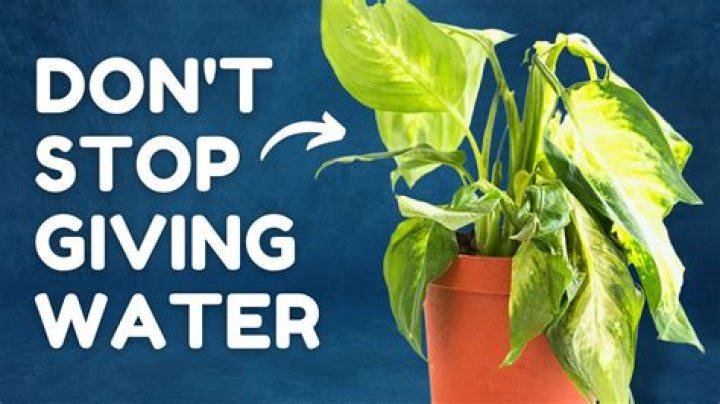 What happens if you water a plant with blood?