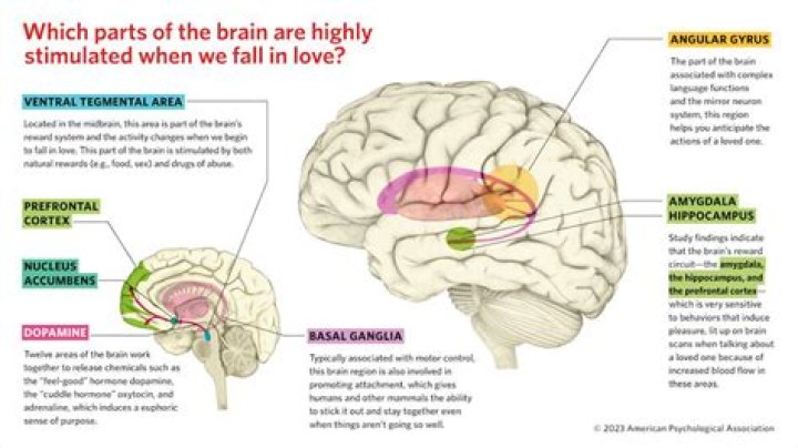 What happens to your brain when you get jealous?