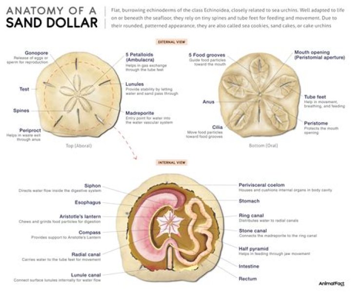 What happens when you break open a sand dollar?