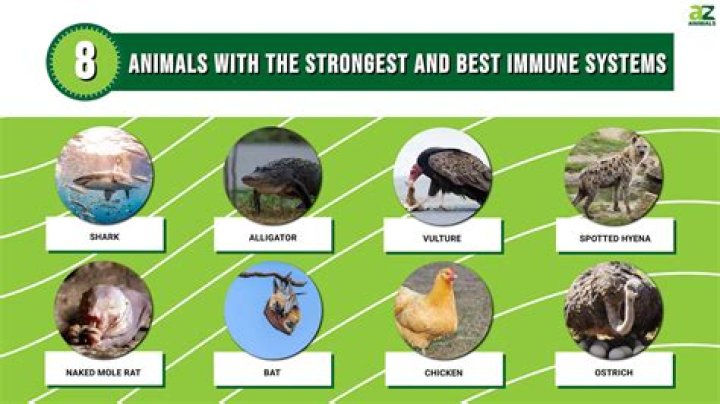 What has the strongest immune system?