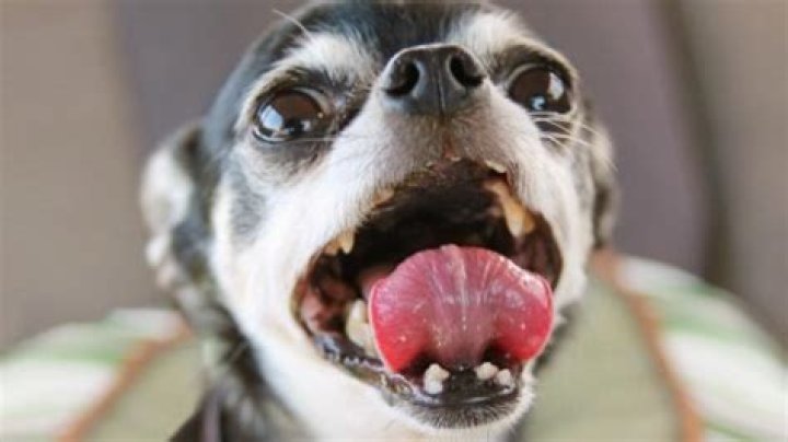 What if dog saliva gets in your mouth?