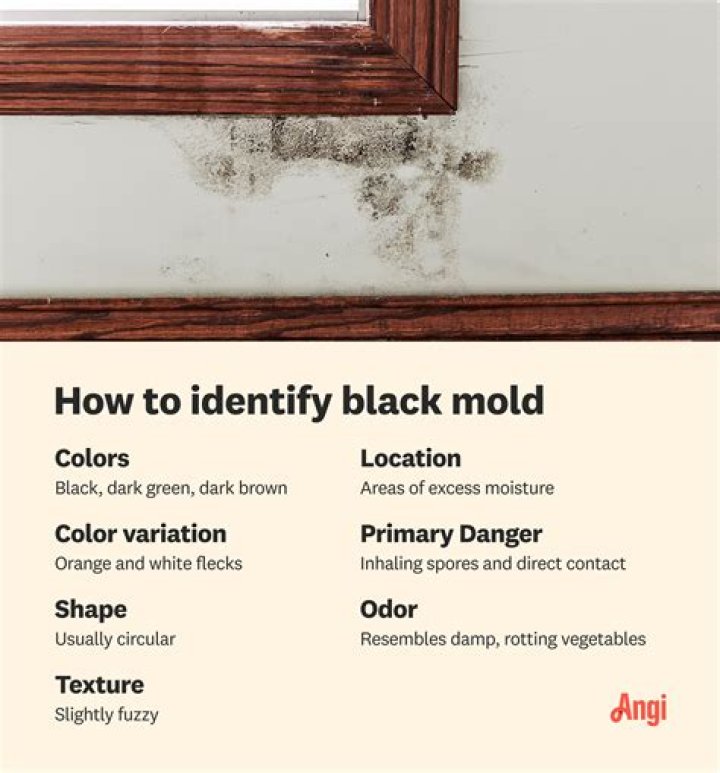 What if I touched black mold?