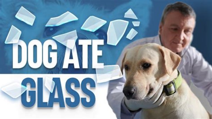 What if my dog eats glass?