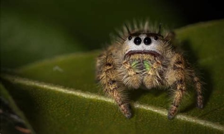 What if spiders went extinct?