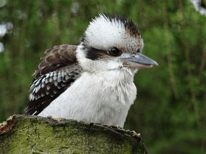 What is a bunch of kookaburras called?