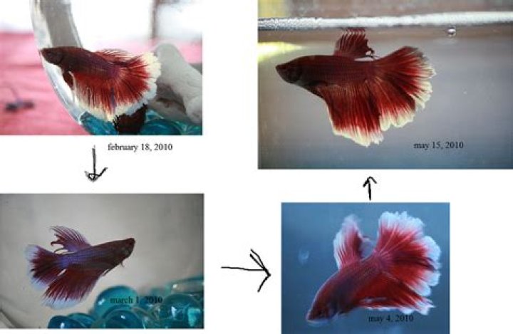 What is a Dumbo Betta?
