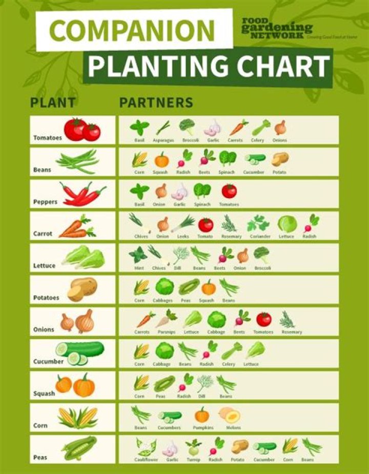 What is a good companion plant with chives?