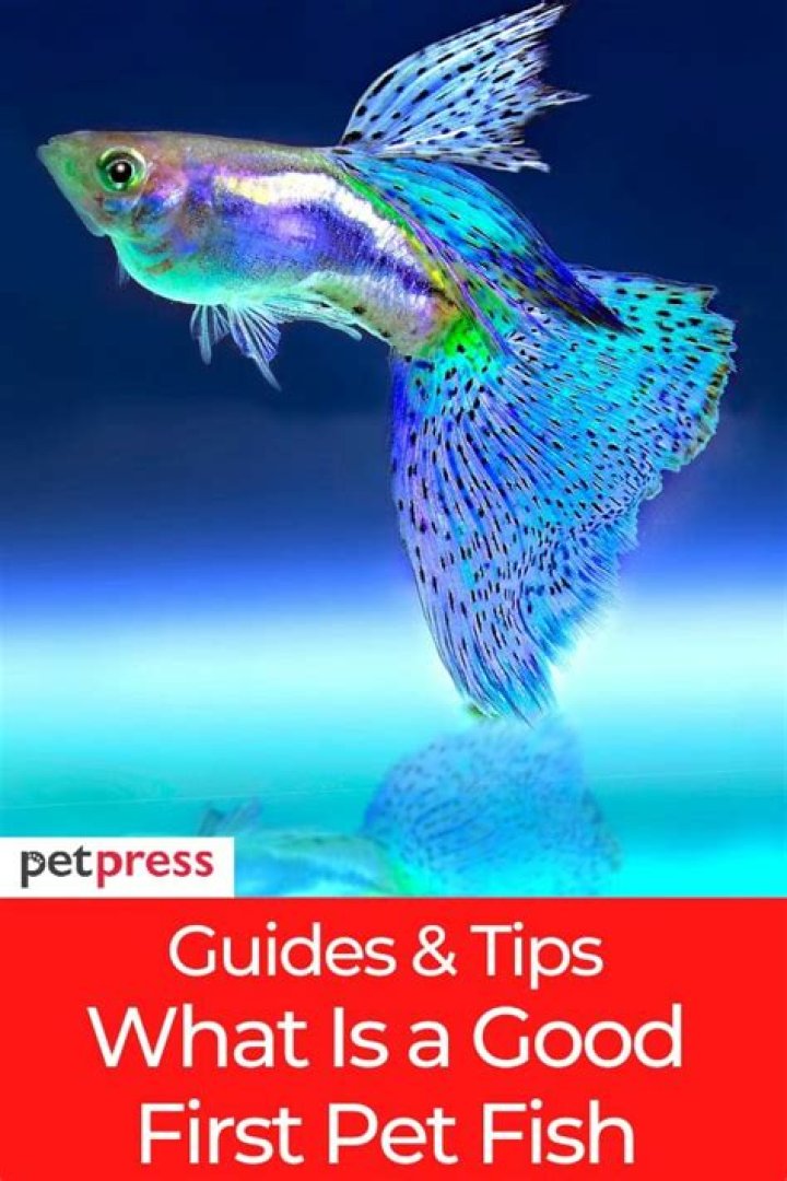 What is a good first pet?