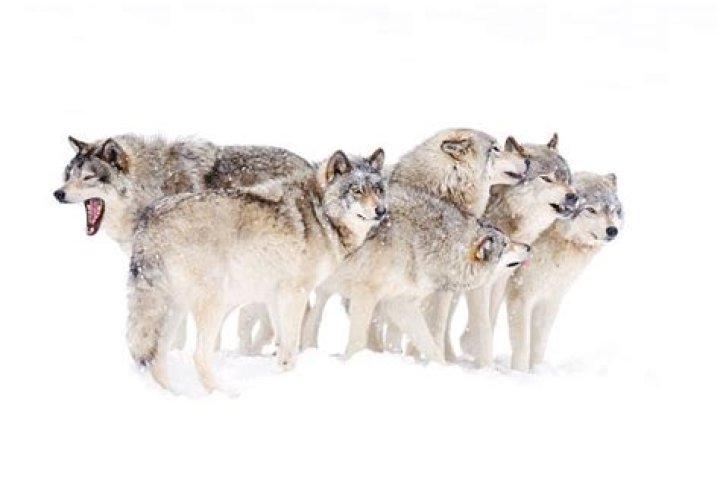 What is a group of wolves called?
