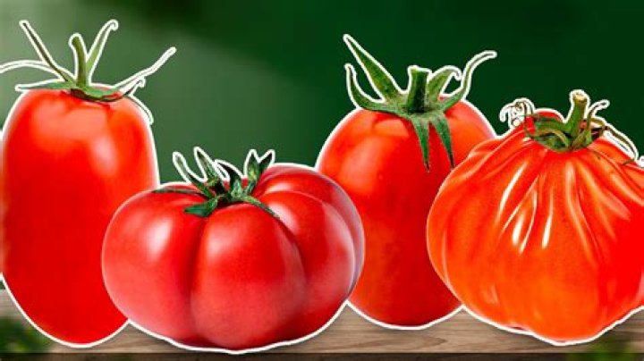 What is a large tomato called?