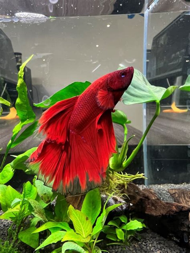 What is a Nemo betta?
