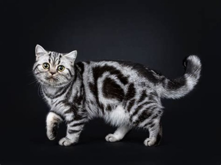 What is a silver tabby?