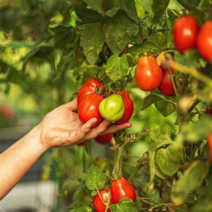 What is a Stupice tomato?