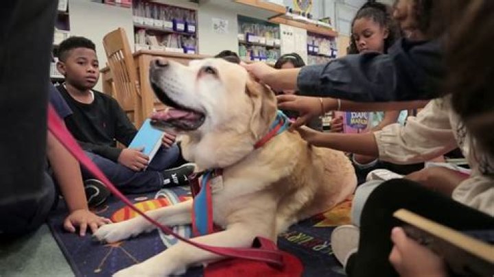 What is a therapy dog called?
