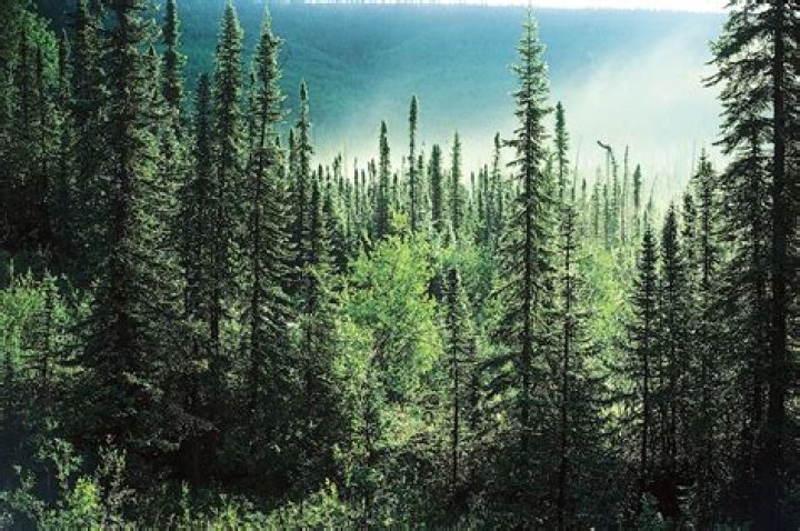 What is an example of a boreal forest?