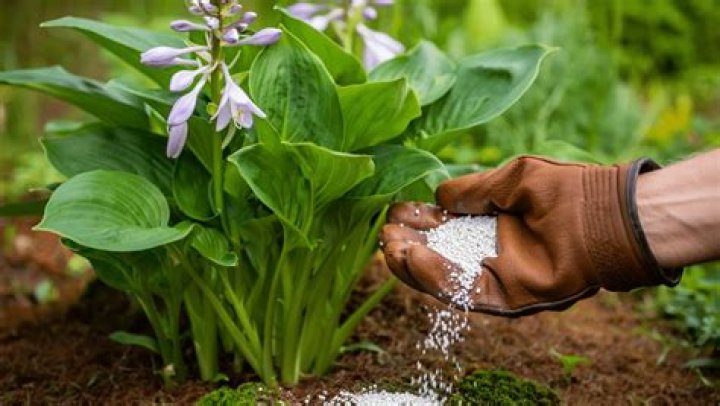What is best fertilizer for hostas?