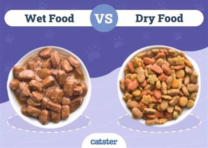 What is better for cats wet or dry?