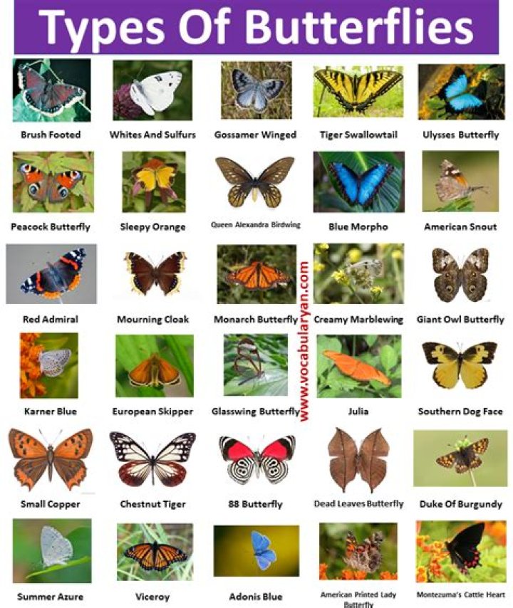 What is butterfly plural?
